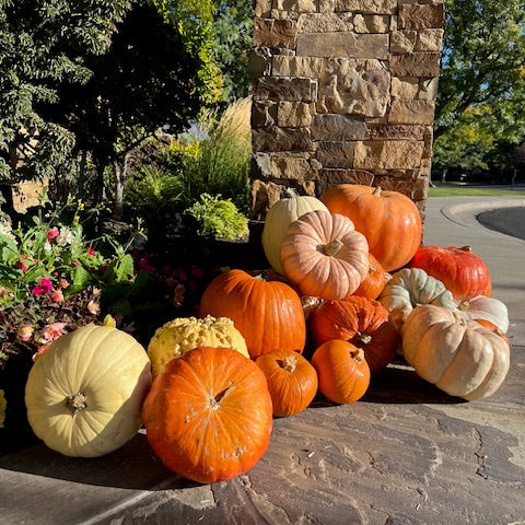 Half Moon Pumpkin Porch Package