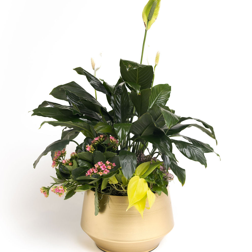 can you plant a magnolia in a pot Magnolia Planter – Bloomique Flower Studio